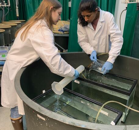 scientists exposing fish to 6ppd-quinone in the wetlab