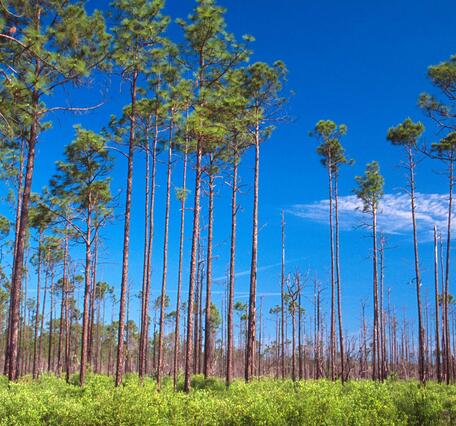 Tall pine trees stand in sparse rows against a blue sky