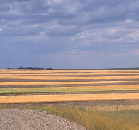 A cloudy sky above farmland striped with crops and dirt and a gravel road in one corner