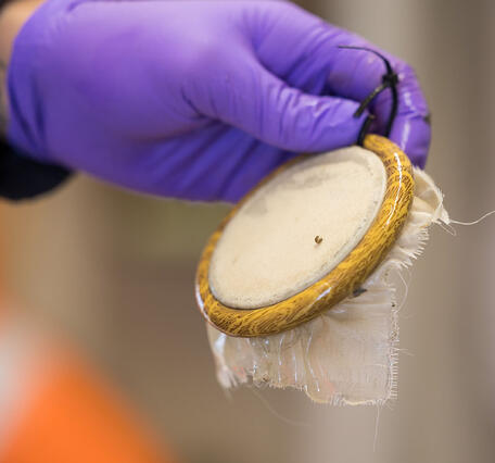 Shrimp are tested for levels of toxins found in Harmful Algal Blooms (HABs).