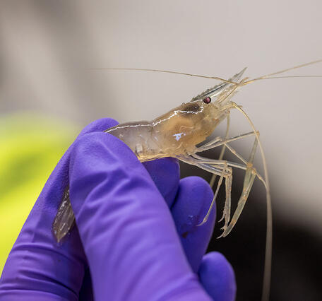 Shrimp are tested for levels of toxins found in Harmful Algal Blooms (HABs).