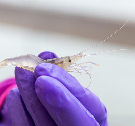 Shrimp being tested for toxins found in harmful algal blooms.