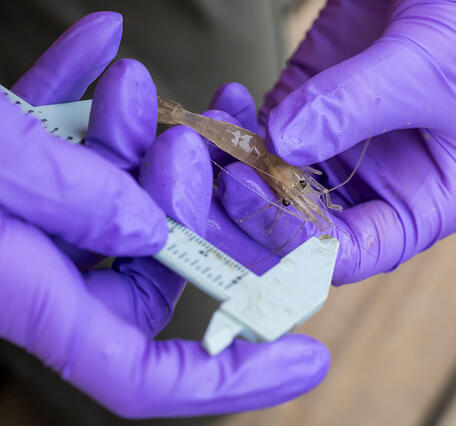 Calipers being used to measure shrimp
