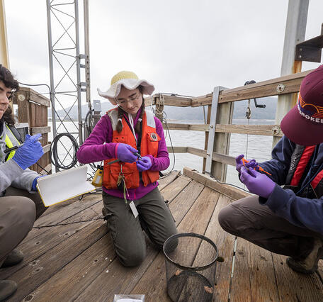 Gathering and measuring shellfish samples collected at Martinez Harbor, Contra Costa County, California