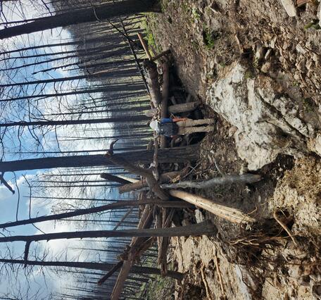 large wood dam created by standing trees in a channel