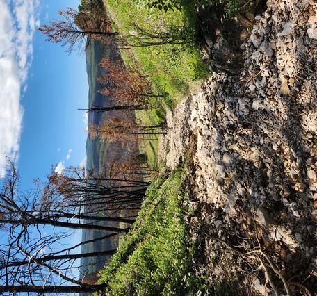 a channel surrounded by grassy slopes and burned trees is filled with mud and other debris