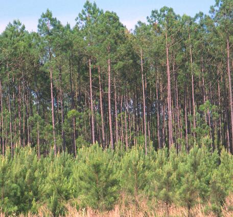 Two stands of pine trees - one very mature, one in front very young