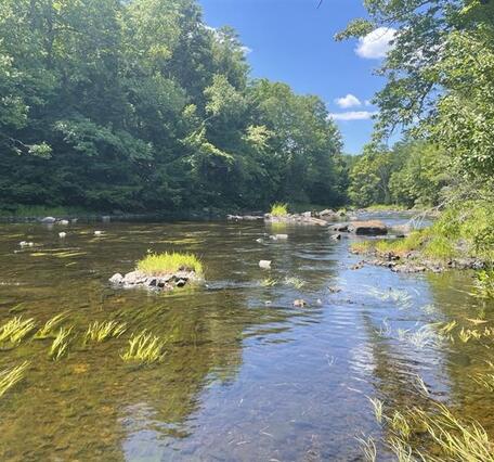 A view of a river with grass growth during the summer.