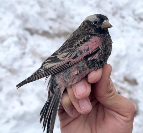 a bird is held in the hand, the bird is black and pink 