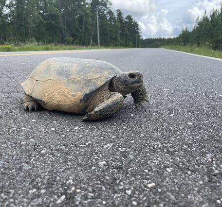 A Gopher tortoise crossing the road