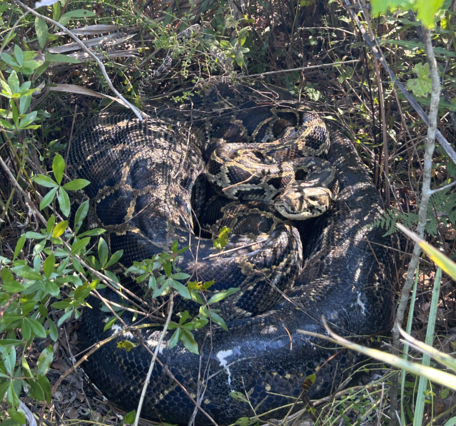 a large snake coiled up in leaves and branches