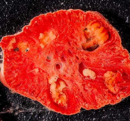 A slice of a red coral