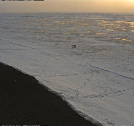 A polar bear walking on sea ice at Nuvuk, Alaska on June 12 2024