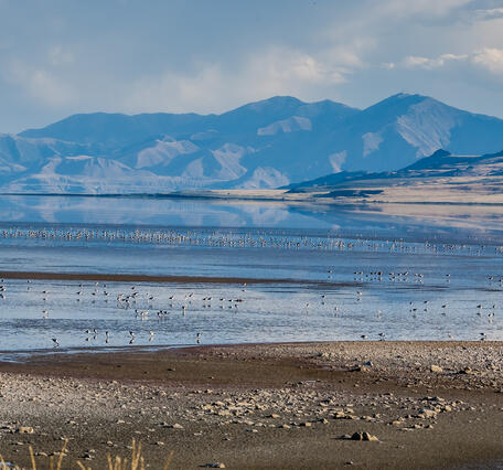 birds occupy shallow lake waters that glisten on a cloudy day. Mountains in the background.