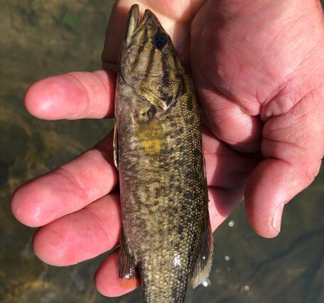 Closeup photo of adolescent bass in the palm of a hand