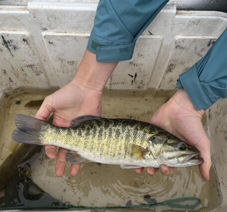 Shoal bass