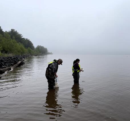 Two scientists collect water samples while wading in a shallow bay on a gray overcast day.