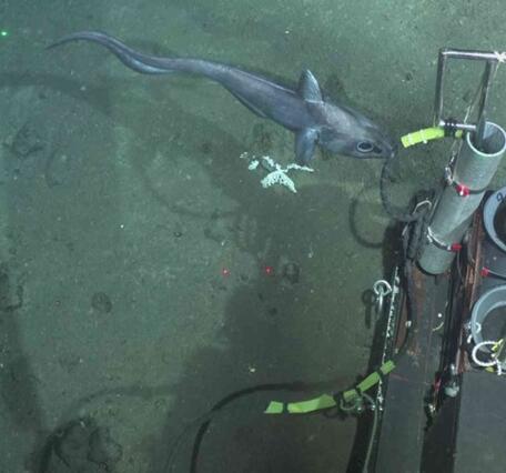 A fish swims over the seafloor near some scientific instruments