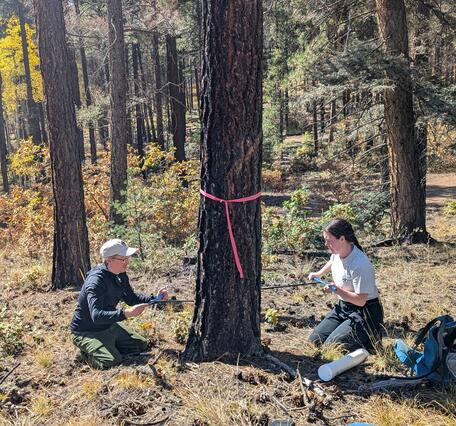 two people push small poles into a tree, forest and shrubs in the background