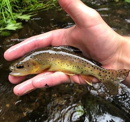 A young Apache trout with brown and yellow spotted coloration is held in a person's hand over a stream