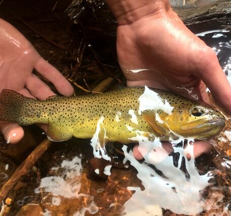 An Apache trout with yellow coloration and black dots is held in a person's hands just above the surface of a stream. 