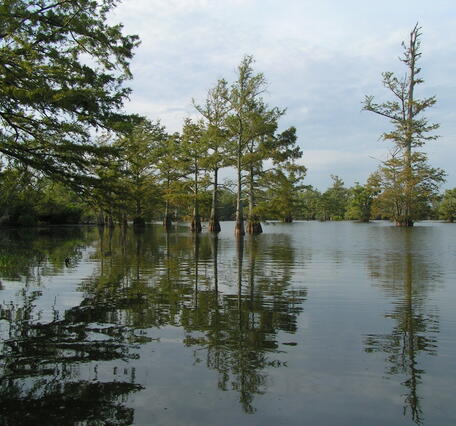 Floodplain of the Lower Mississippi River
