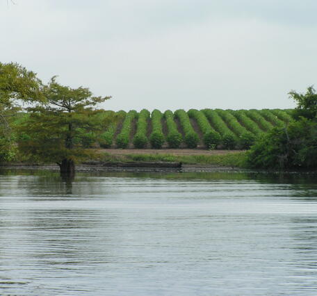  Ancient floodplain of the Lower Mississippi River, sometimes known as The Delta. 
