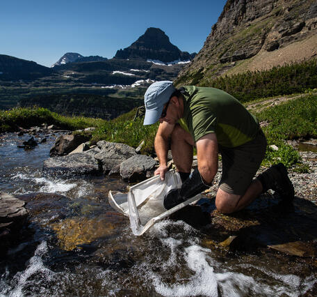A scientist with the United States Geological Survey looks for aquatic insects in an alpine stream.
