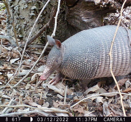 Nine-banded armadillo photographed by a trail camera