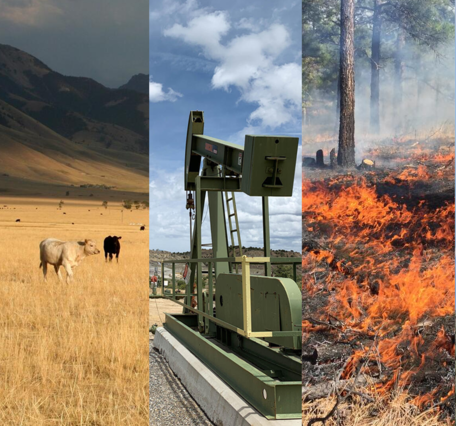 images left to right of a snake, cows in a field, oil rig, fire in forest, and a horse