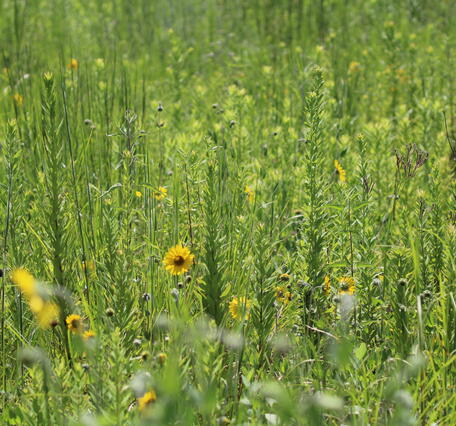 Coastal prairie at WARC Lafayette, LA