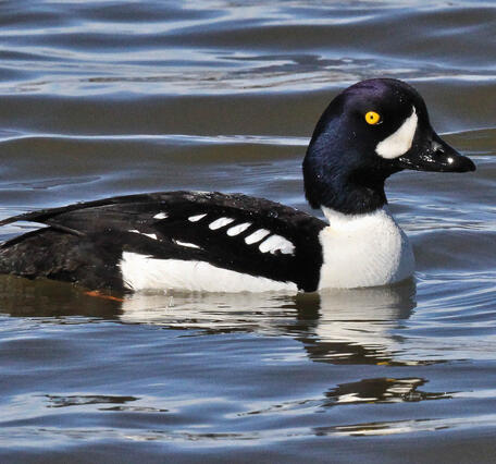 Black and white duck with purple head and white, crescent shaped cheek patch.