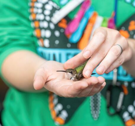 A bird biologist holds a banded ruby-throated humming in their hand. 