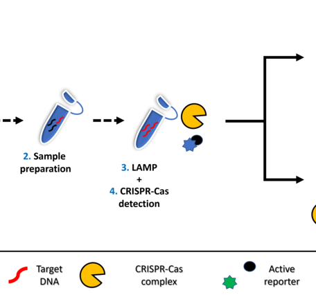  A flow chart demonstrating the steps in detecting environmental DNA using a combined LAMP-CRISPR-Cas assay 