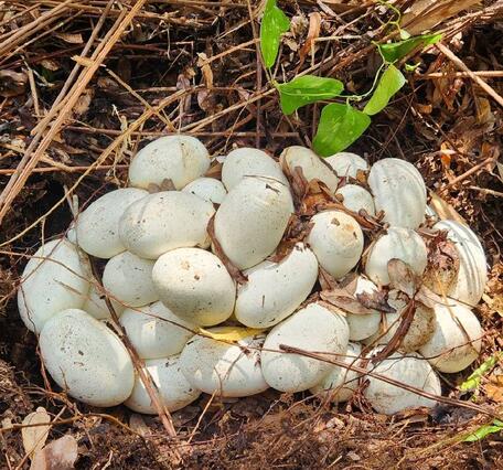 a large nest of twenty or more python eggs with dirt, leaves, and sticks surrounding the eggs