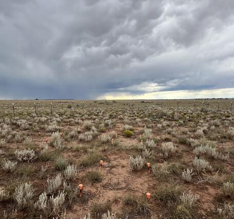 A field of native plants under a cloud filled sky in Northern Arizona grasslands/rangelands