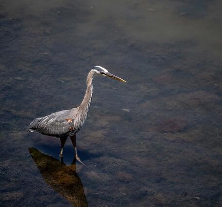 A tall bird with a long neck wades in shallow watter. The bird has grey feathers and a long beak. 