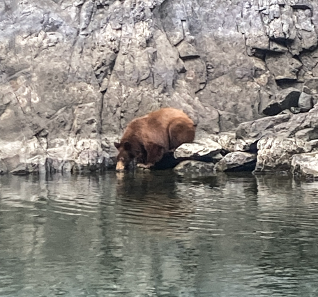 bear drinking in the upper reach Snake River