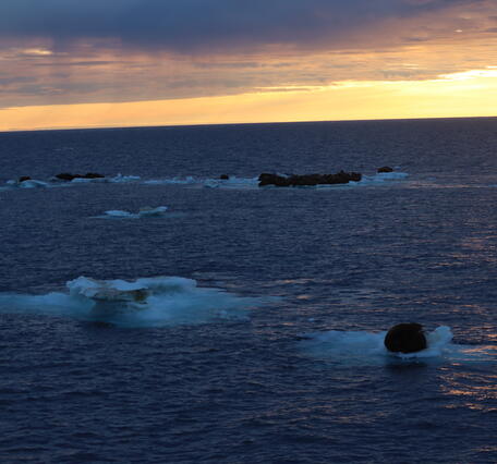 Walrus resting on sea ice and the sun rising in the background.