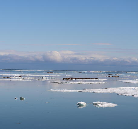 Walrus on ice flows with dark clouds in the background.