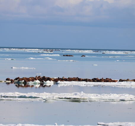 Group of brown walrus on an ice flow.