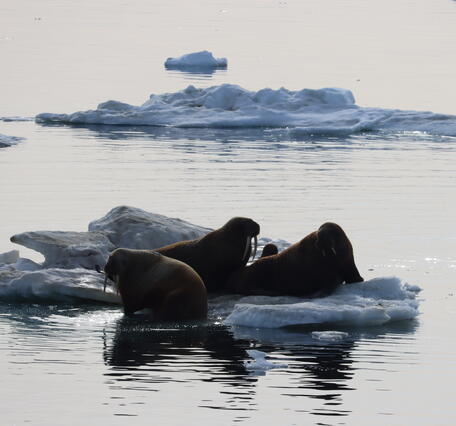 Three walruses laying on sea ice.