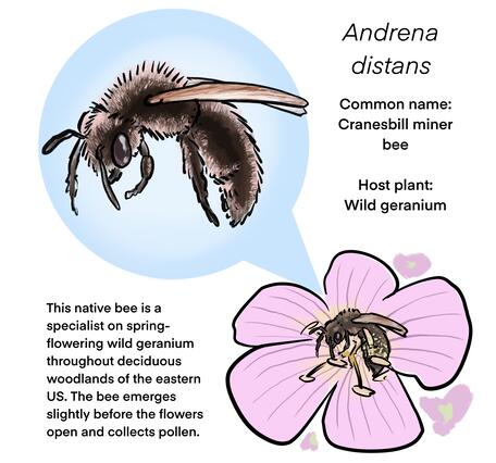 An infographic describing the Cranesbill miner bee.