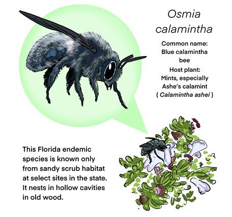 An infographic with details about the Blue Calamintha Bee