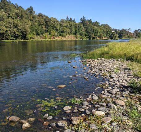 Low water flows over loose cobbles and gravel with grasses on the riverbank. Far bank is tree lined.