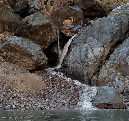Bighorn above Cherry Creek