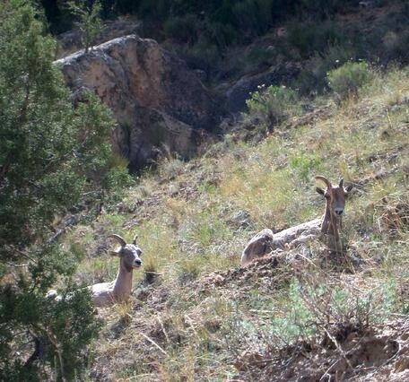 Two bighorn sheep laying down in a steep-slopped prairie
