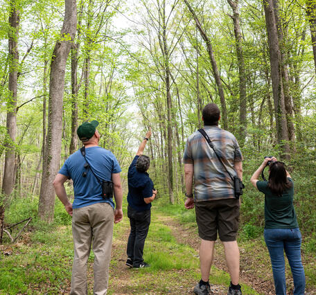 four birdwatchers in a forest, one person is pointing at a bird while others look 