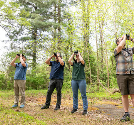 four birdwatchers look into the trees for migrating warblers