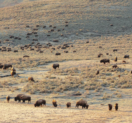 a large herd of bison graze along a browned hillside